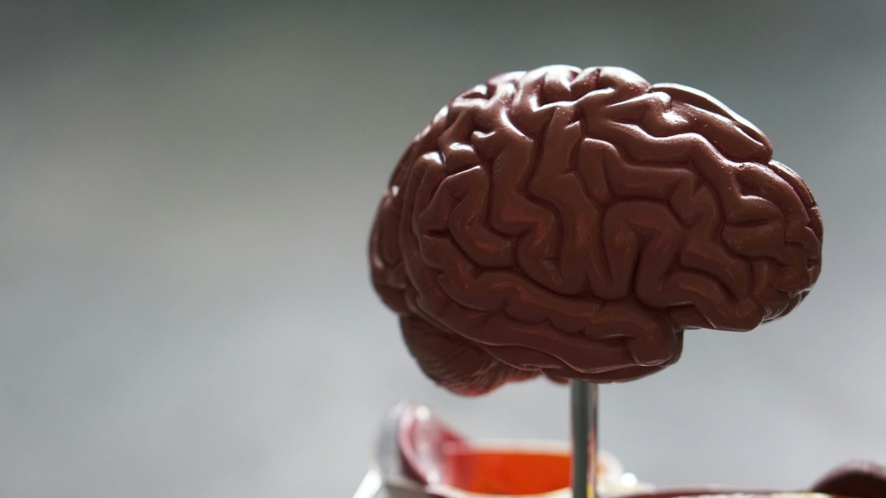 Modelo anatómico del cerebro visto de perfil sobre fondo neutro